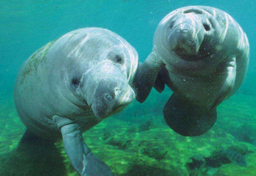 Swim with manatees at the Manatee Springs State Park!